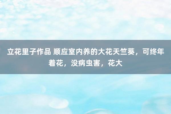 立花里子作品 顺应室内养的大花天竺葵，可终年着花，没病虫害，花大